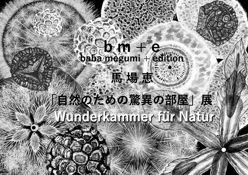 銅版画で描かれる自然の美しさ・企画展「自然のための驚異の部屋」のご